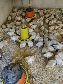 Brojlérové kurčatá-kačičky a 17 týždňové mládky - 1
