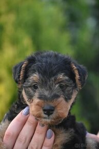 Welsh terrier s PP