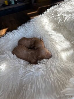 Maltipoo mini