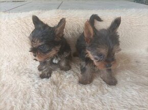 yorkshire  terrier mini