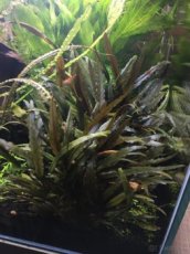 Cryptocoryne walkeri, Cryptocoryne becketti, wendti green