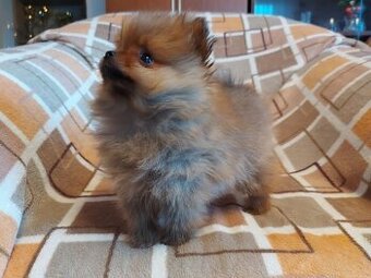 Špic, nemecký špic , oranžový špic, pomeranian