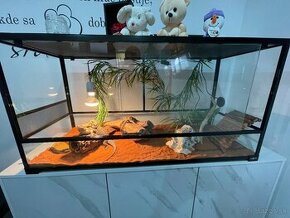 Terarium pre Agamy - 1