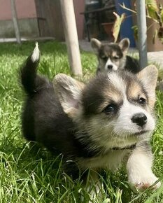 Welsh corgi pembroke