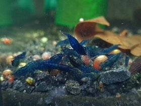 Predám krevetky Neocaridina Blue dream