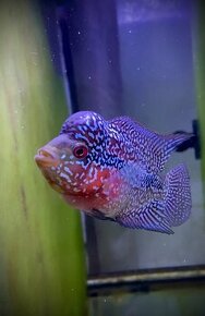 Flowerhorn Č.3