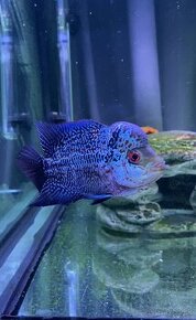 Flowerhorn Č.3