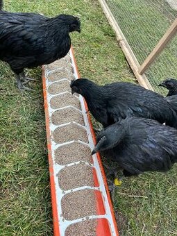 Ayam cemani