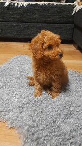 Cavapoo psík.