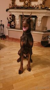 Doberman s FCI P.P.