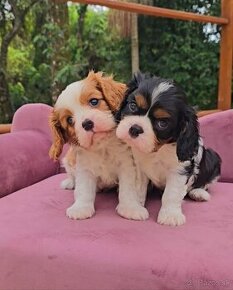 Čistokrvné šteniatka Cavalier King Charles