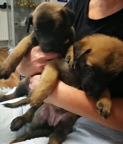 BO belgický ovčiak malinois šteniatka