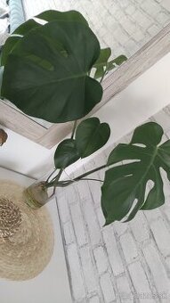 Monstera deliciosa