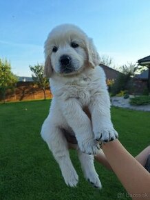 Zlatý retriever GOLDEN SPIRIT SLOVAKIA ponúka