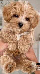 Maltipoo