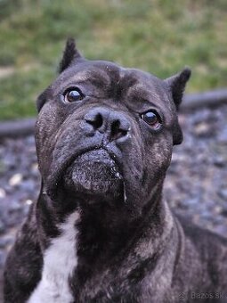 Cane corso x SAO