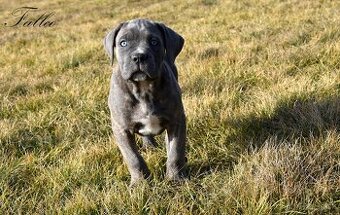 Cane Corso štěňata s FCI PP