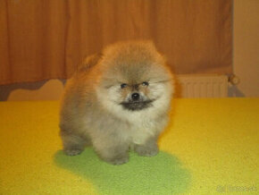 Pomeranian