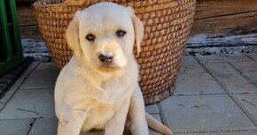 Labrador a zlaty retriver