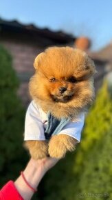 Pomeranian mini