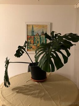 Monstera deliciosa