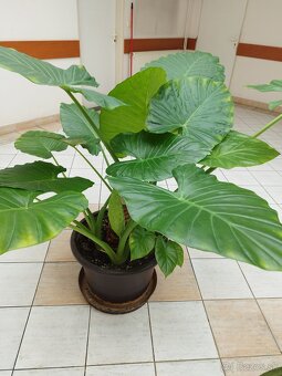 Alocasia slonie ucho