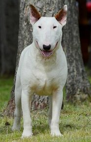 Bullterrier standard , bullterier, bulterier