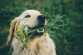 Darujem psíka za veterinárne poplatky