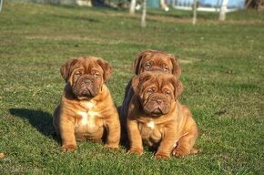 Dogue de Bordeaux, Bordeauxská doga, Bordo doga