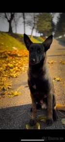 Belgický ovčiak - Malinois