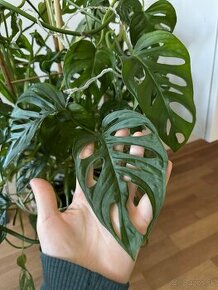 Monstera Adansonii