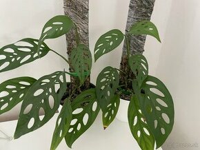 Monstera esqueleto