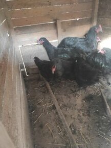 Australorp-mlade kuhutiky