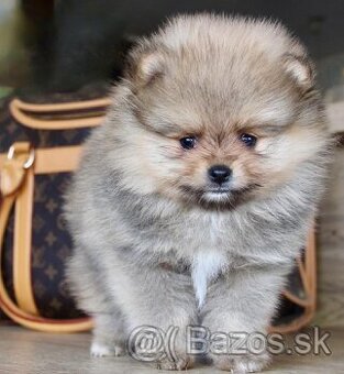 Pomeranian mini velikost s PP FCI