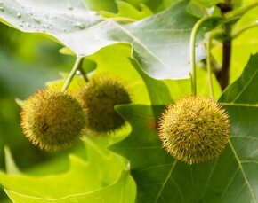 Platan javorolistý (Platanus hispanica)