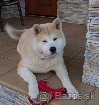 Darujem  psa  akita inu