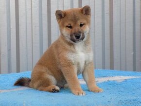 Shiba inu s PP