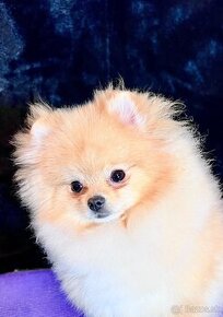 Pomeranian