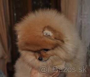 Pomeranian