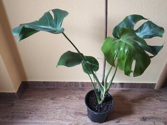 MONSTERA DELICIOSA