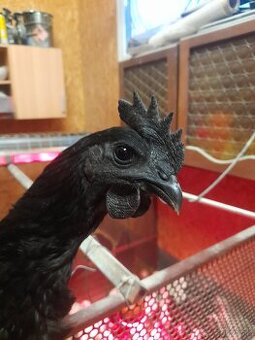 Ayam Cemani