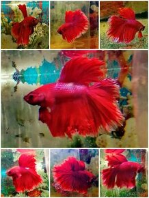 Betta Splendens -Bojovnica Pestrá