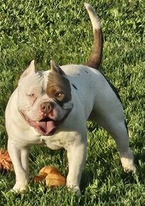 American bully pocet s PP