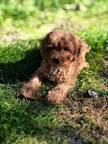 Cavapoo maltipoo