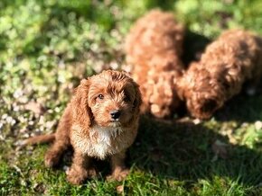 Cavapoo maltipoo