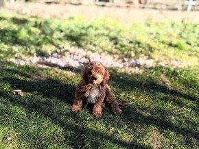 Cavapoo