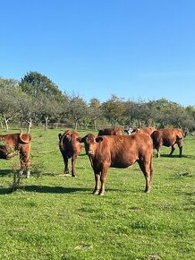 Aberdeen Angus - 1