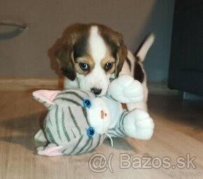 Bígl Beagle steniatko