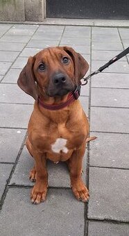 Rhodesian Ridgeback