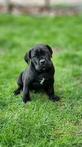 Cane Corso s PP FCI